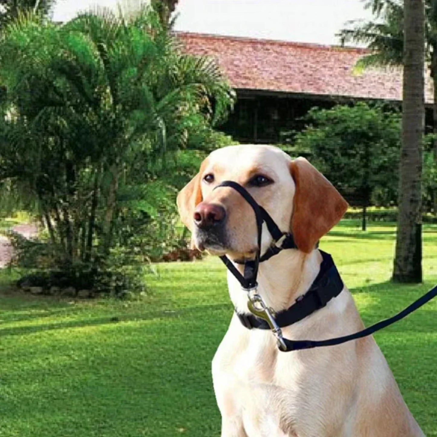 Adjustable Nylon Dog Muzzle Training Collar with Leash