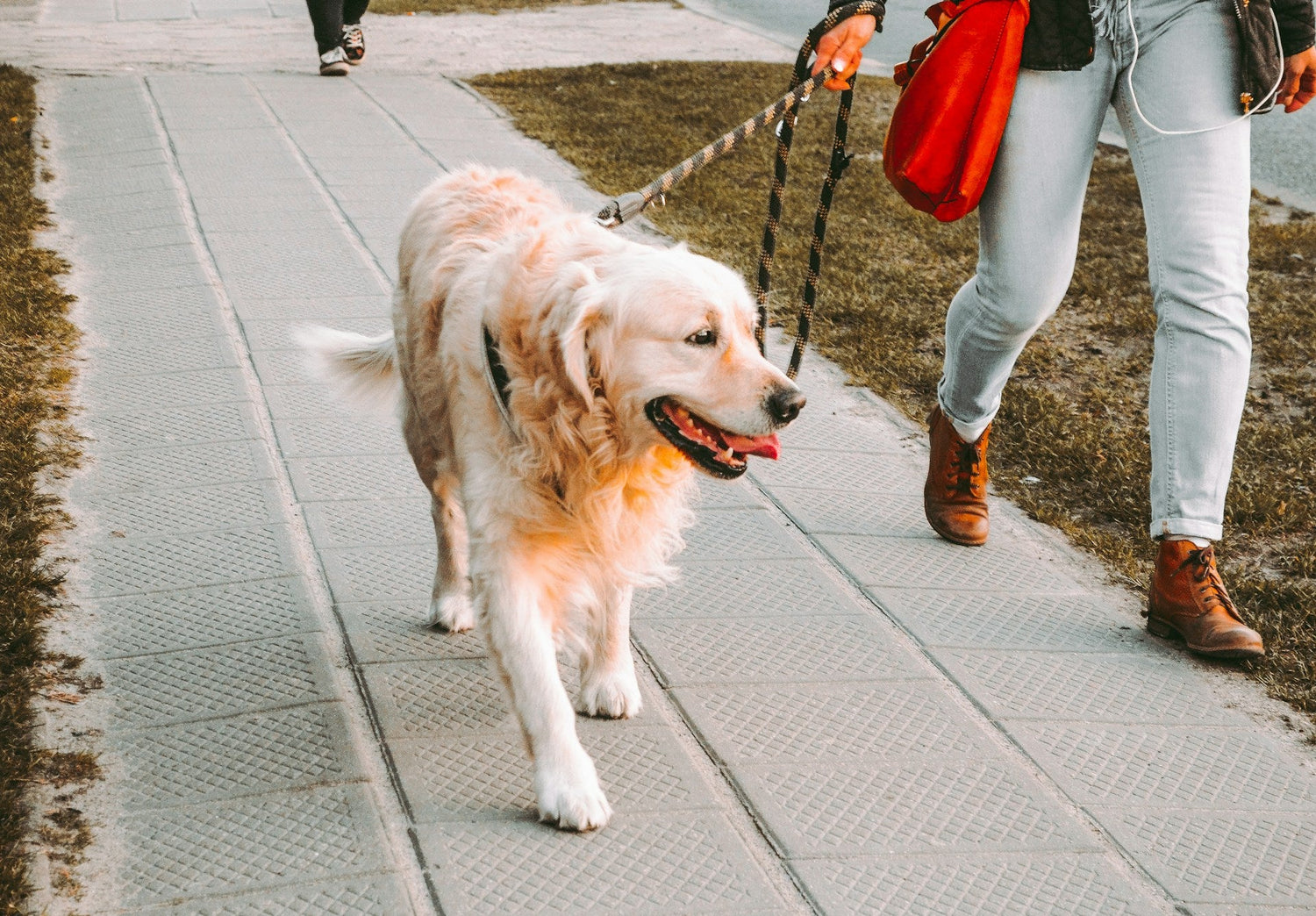 Collars & Leashes