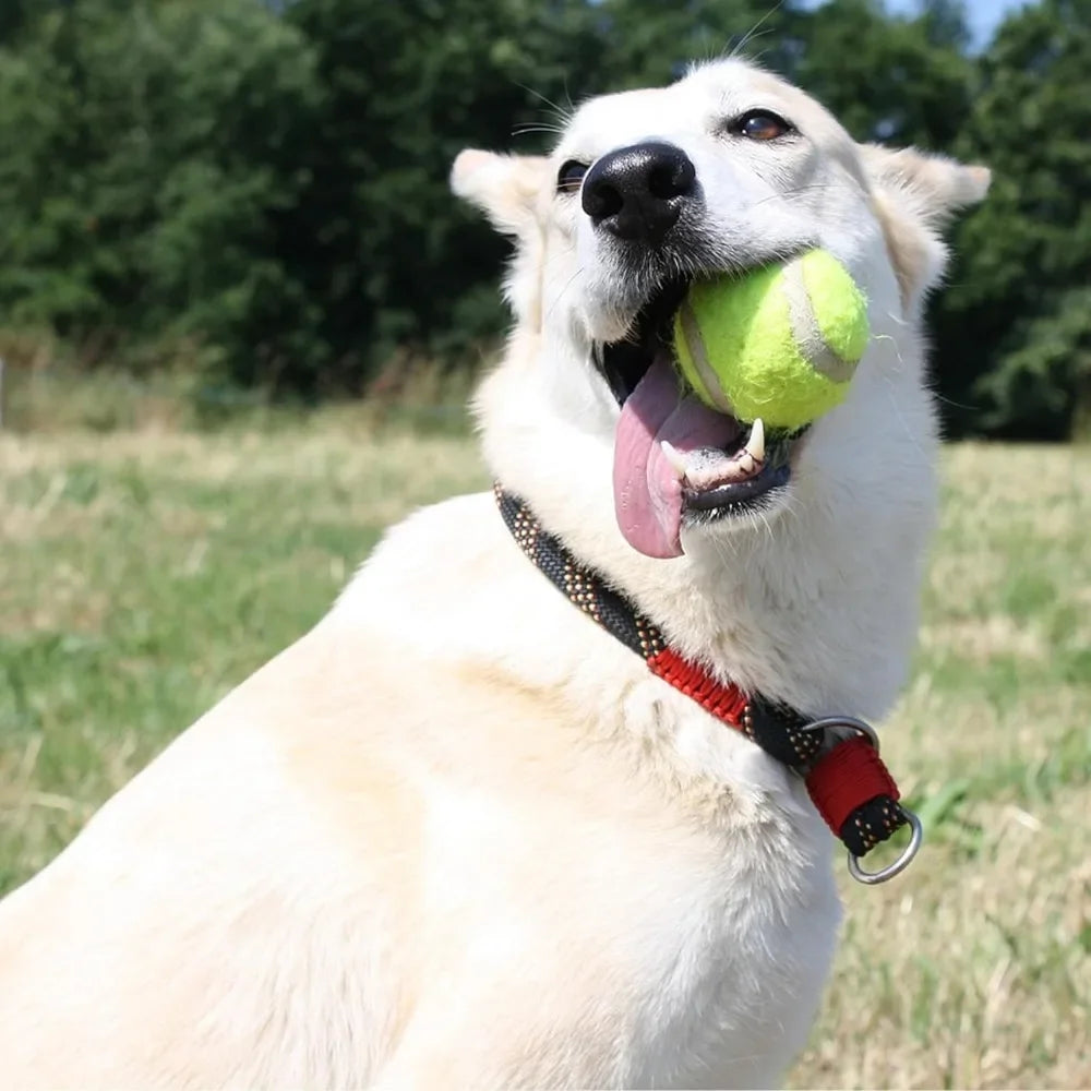 Interactive Dog Ball Launcher Automatic